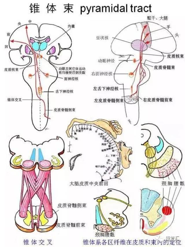 运动时,增高的肌张力始终保持一致,感到均匀的阻力而呈"铅管样强直"