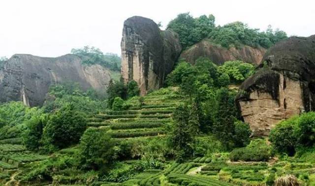 品质特征的乌龙茶 产于闽北"秀甲东南"的武夷山一带 茶树生长在岩缝之