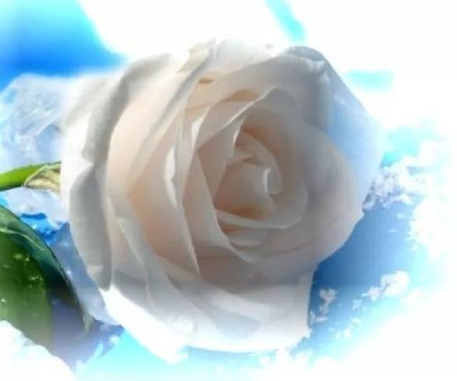 冬至,一首非常走心的《冬天里的白玫瑰》送给大家