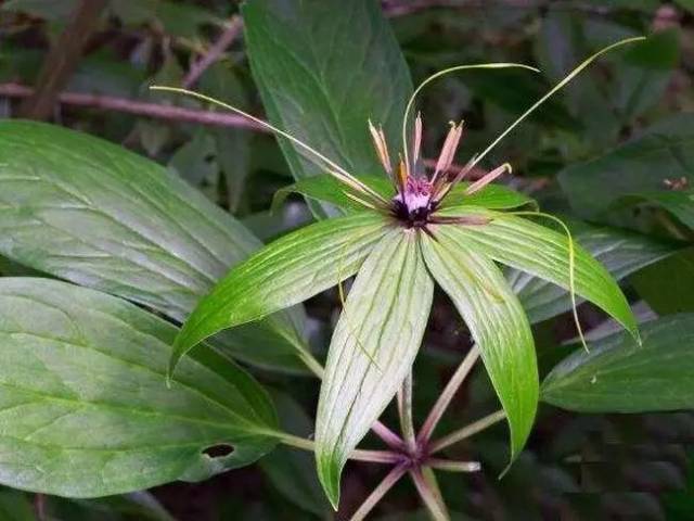 每天认识一味药之"七叶一枝花"