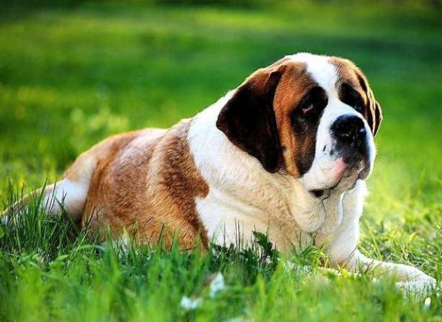 圣伯纳犬(saint bernard),又名圣伯纳德犬,原产瑞士,被称为瑞士的