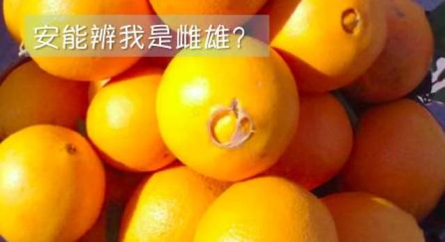 根据百度经验,脐橙是分公母的, 具体分法如下——