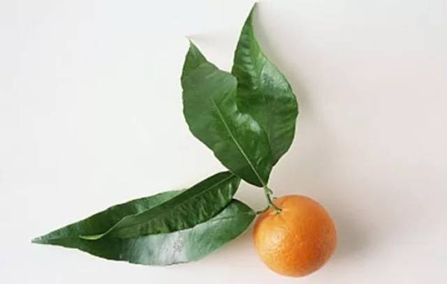 橘叶有疏肝行气,消肿散结的功效,适用于胁肋作痛,乳痈肿痛,乳房结块