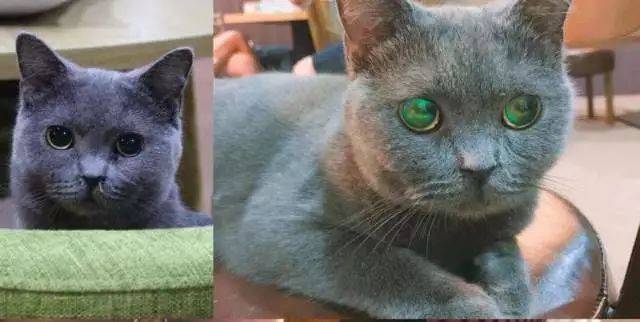 有高冷的绿眼俄罗斯蓝猫 有粘人的小暹罗  制造可爱表情包的白色英