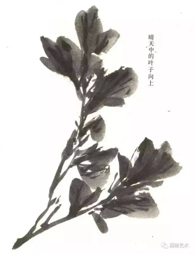 牡丹的画法示范教程,史上最全的牡丹画法技法,国画牡丹结构法则