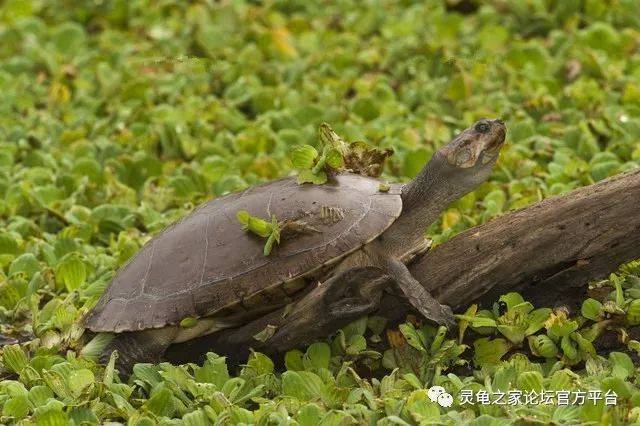 草原侧颈龟平原侧颈龟