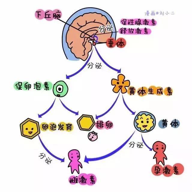 卵巢早衰——属于第一批90后的"中年危机"已经来了?