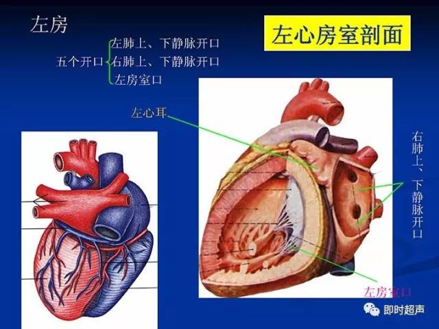 心脏超声检查常用切面