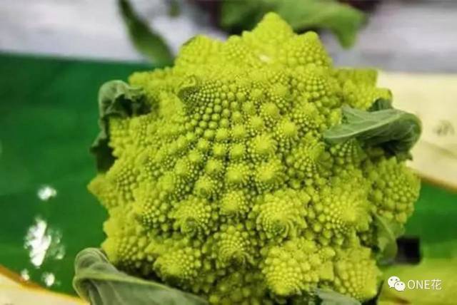 但下面几种比较稀有的蔬菜你见过吗?