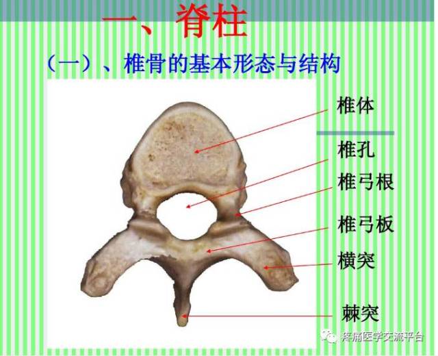 (上)脊柱解剖图(颈胸腰椎)