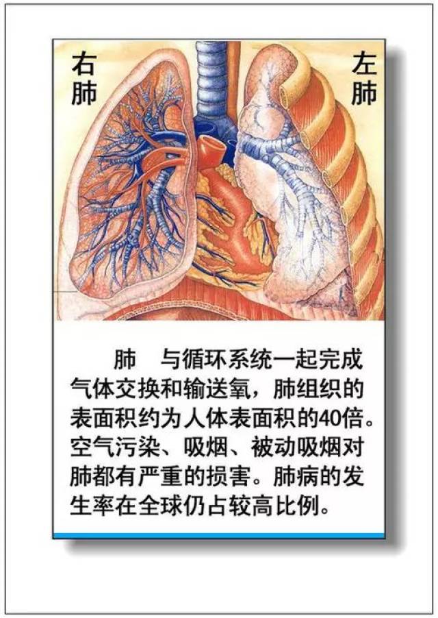 人体器官分部彩图 收藏起来,了解一些身体构造