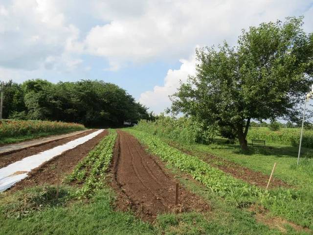 美国农场集锦之春田的蔬菜农场