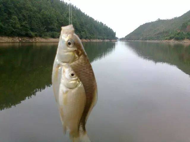 e092adeaf0c24ee1ad415a2101320613.jpeg