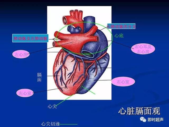 心脏超声检查常用切面