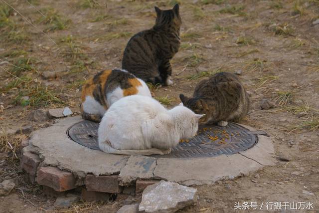 济南千佛山上有一群流浪猫,幸亏好心人送猫粮,都吃的都胖乎乎的