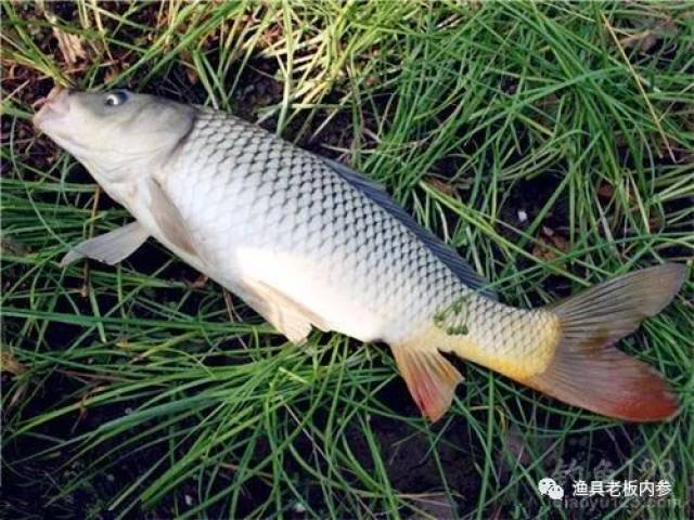 致钓鱼人:解密野生鲤鱼的生活习性和垂钓技巧