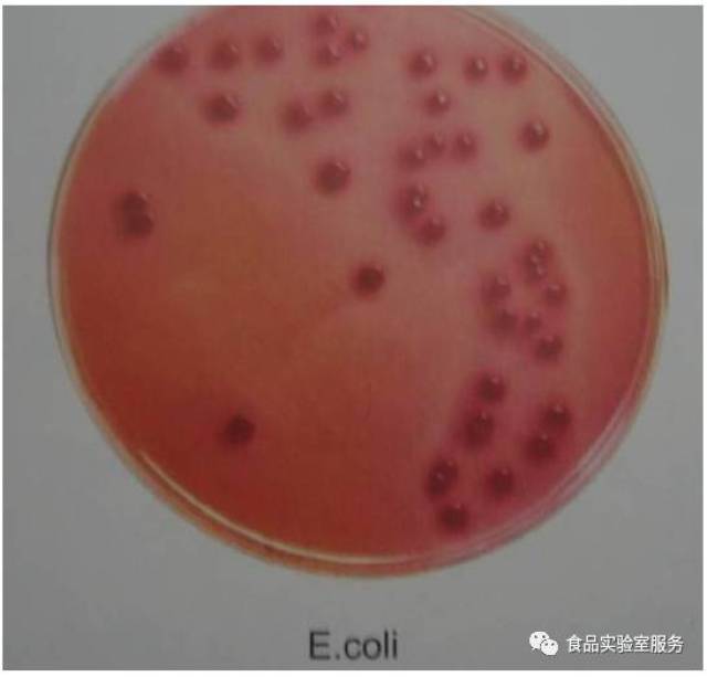 大肠杆菌在结晶紫中性红胆盐葡萄糖琼脂(vrbga)上的菌落特征