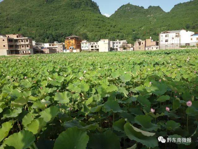 毕节市:黔西县素朴镇灵博村,大方县凤山乡店子村,核桃乡木寨村,赫章县