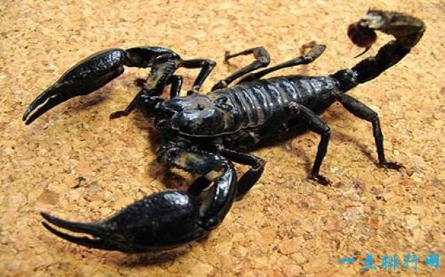 世界上最恐怖的十种虫子 你最害怕哪种?