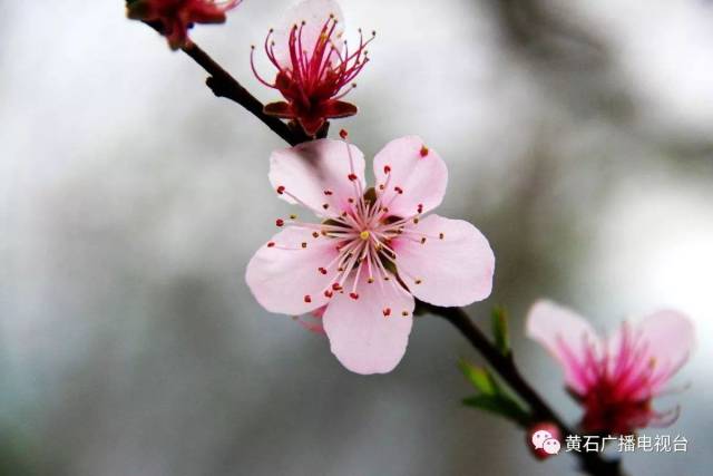 桃花红 杏花白 | 看黄石这个合唱团如何演绎山西梆子腔