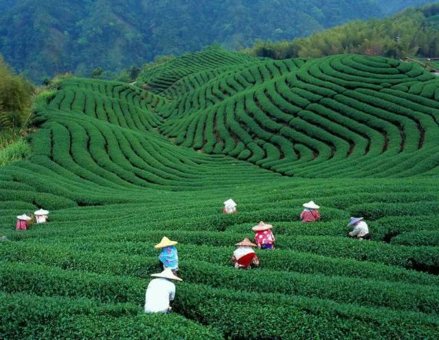 这里是陕西乃至西北最主要的茶叶生产区,因为境内土壤含硒元素丰富,又