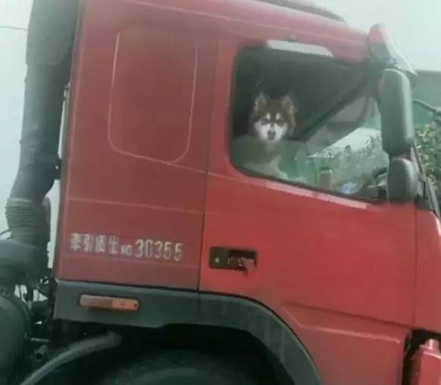 让阿拉斯加犬看车守油,这货车司机是来搞笑的吧?想想都好笑