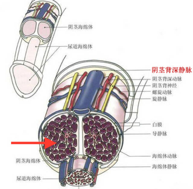 阴茎海绵体外层由坚韧的白膜包绕,内芯充满海绵状肌肉等组织,这些组织