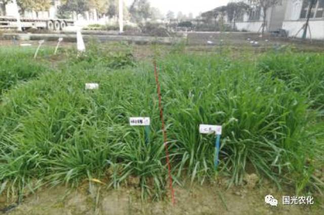 【产品介绍】国光矮丰套餐助力，小麦高产不再靠多播！