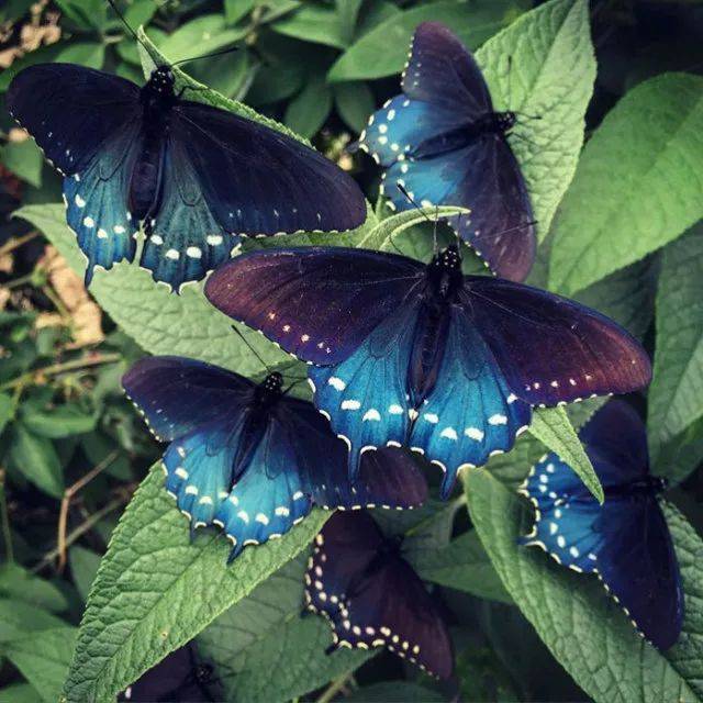 眼看「稀有蝴蝶品种」濒临灭绝,生物学家果断让它们成功复育!