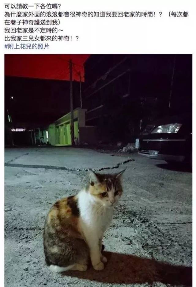 长期喂养的流浪猫与自己好像有心灵感应背后的真相让人泪目