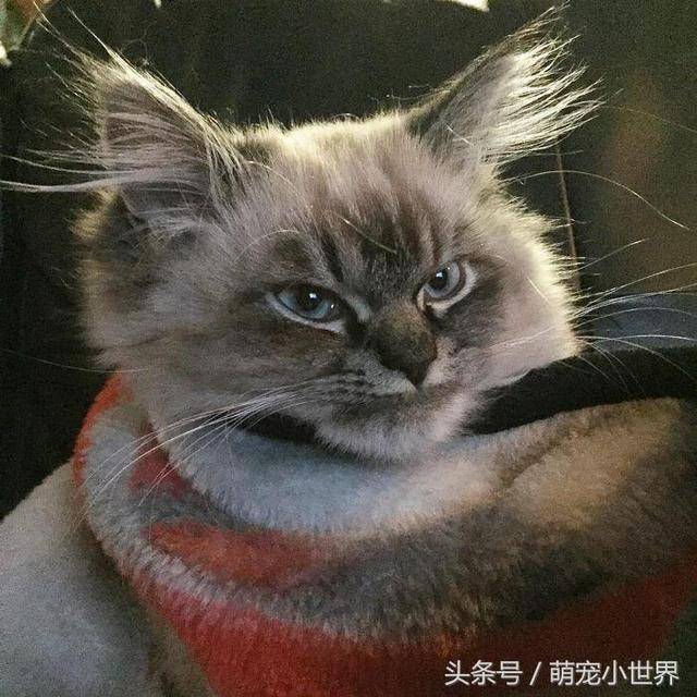 30张让人感觉超紧张的地表最凶脸猫猫,比中指模样让人怕怕的