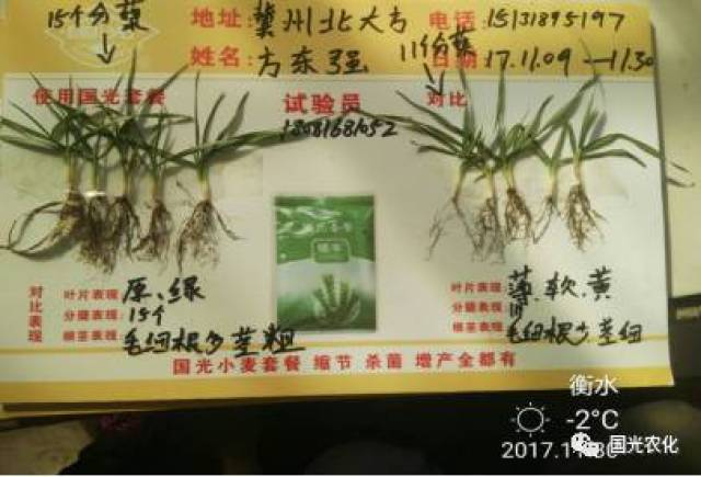 【产品介绍】国光矮丰套餐助力，小麦高产不再靠多播！