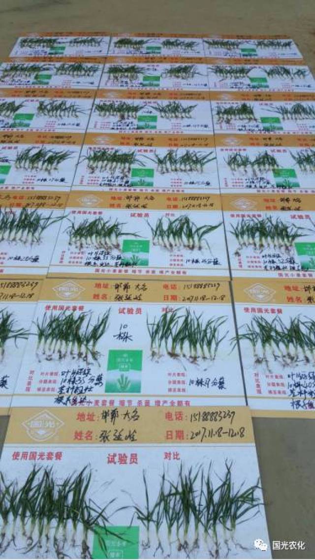 【产品介绍】国光矮丰套餐助力，小麦高产不再靠多播！