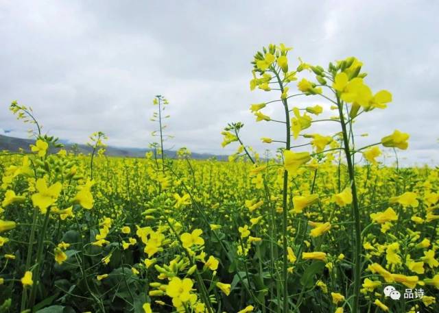 第二届"芙蓉杯"全国文学大赛入围作品-散文《花开初春,院子的油菜花》