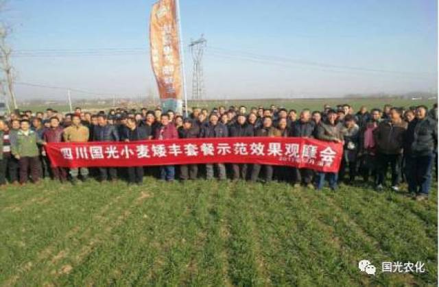 【产品介绍】国光矮丰套餐助力，小麦高产不再靠多播！