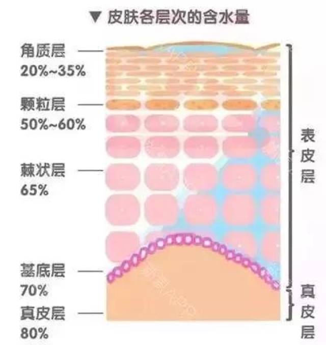 护肤10年才知道,8层的皮肤着重护理这一层