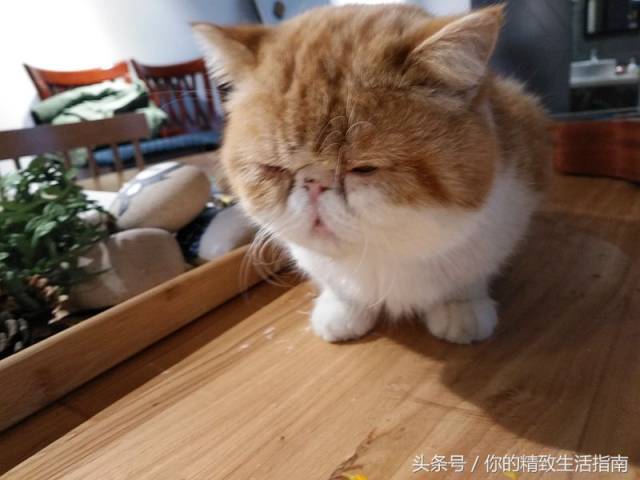 朋友养了一只加菲猫 你猜这萌货是男生还是女生?