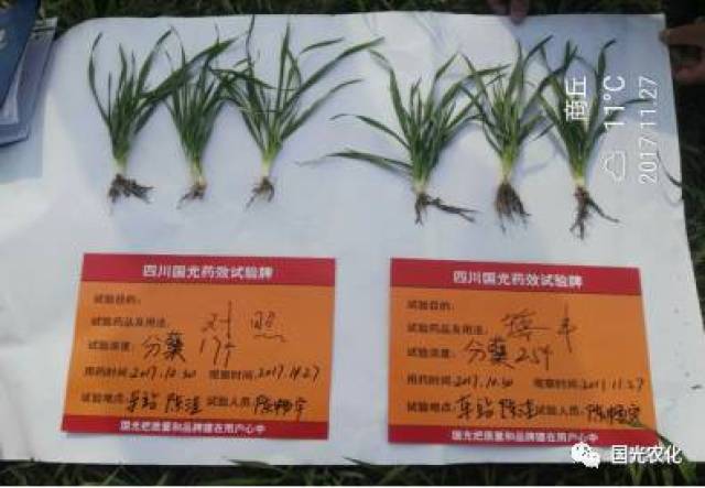 【产品介绍】国光矮丰套餐助力，小麦高产不再靠多播！