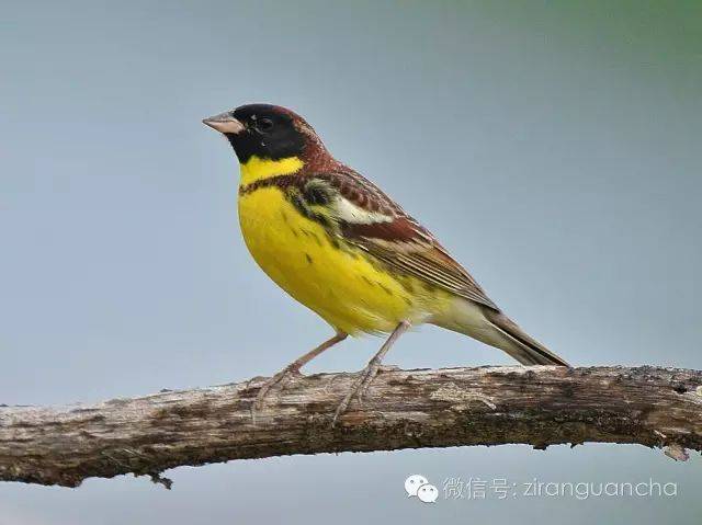 这是其他许多鹀属鸟类所不具有的, 母鸟 又名黄胆,禾花雀,黄肚囊,黄