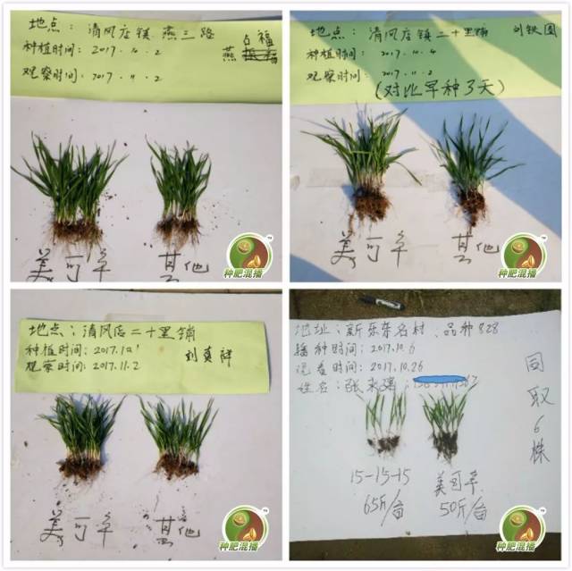 从单个小麦植株长势看,使用美可辛种肥混播的小麦,根系更发达,植株更