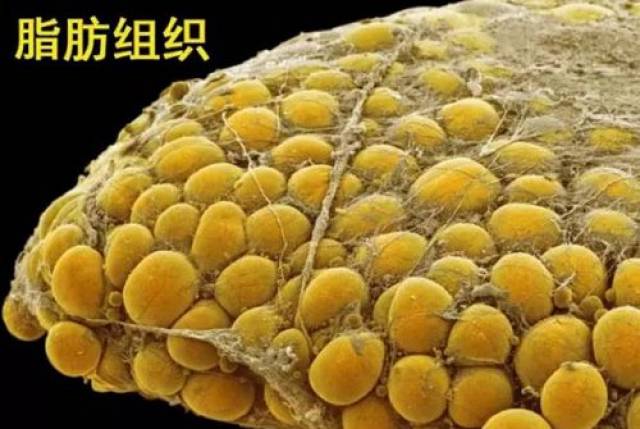 一般在移植后的6-12个月内就会被降解,而脂肪干细胞胶一旦存活,便是