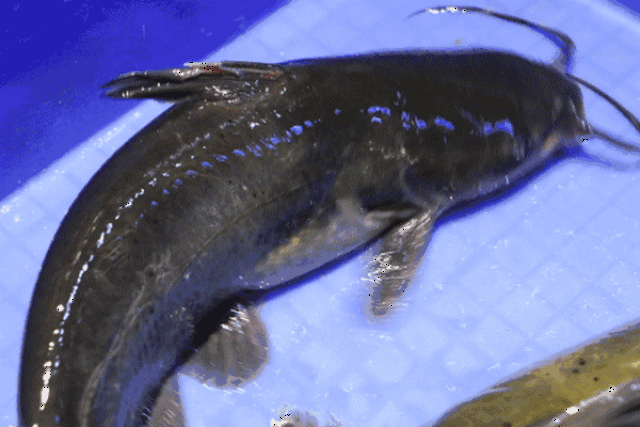 壁纸 动物 鱼 鱼类 600_400 gif 动态图 动图