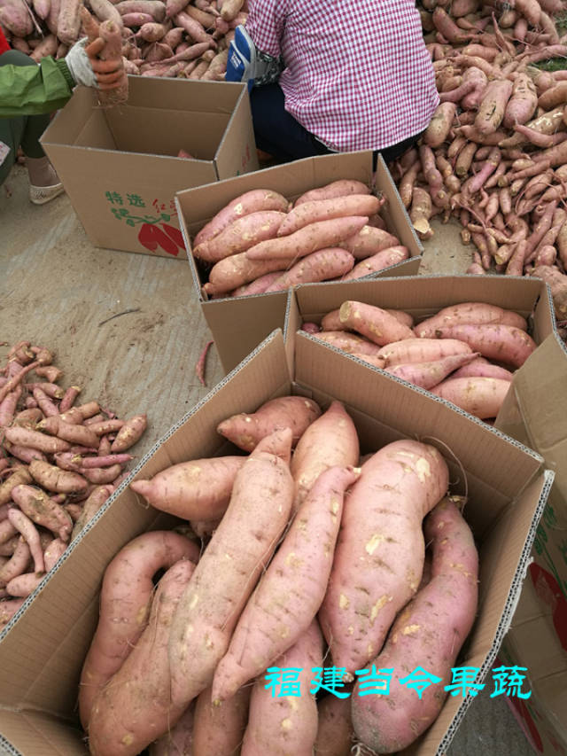 2017年当地新红薯北京红龙薯九等地瓜品种上市了