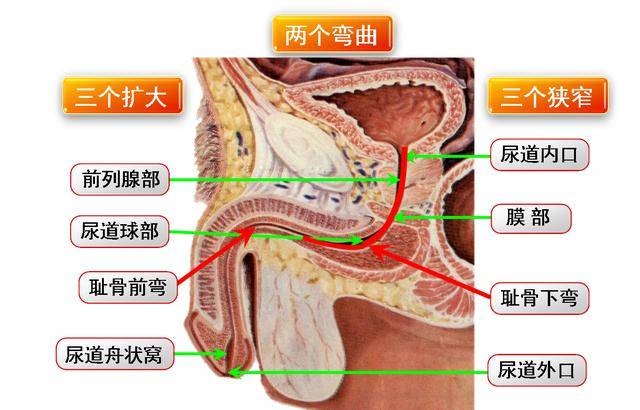 男性导尿有何技巧?