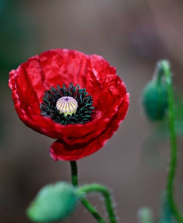 (field poppies 罂粟花)