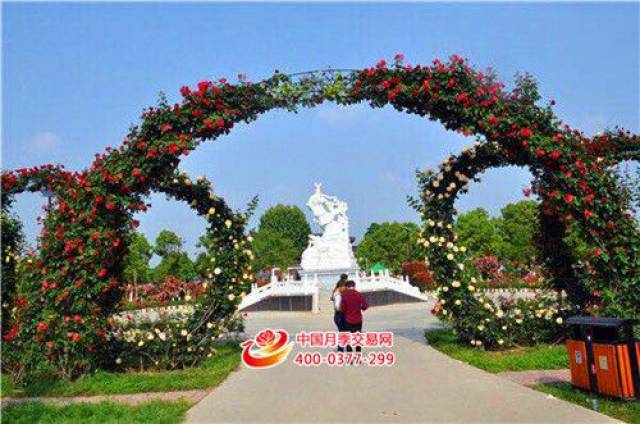 月季的发展之路(图1) 月季的发展之路(图1)