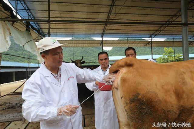 母牛过度肥胖会导致卵巢脂肪化难以生成正常卵子,或直接影响母牛的