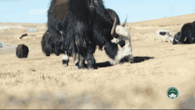 牦牛是高原地区的特有牛种,主要生活在青藏高原海拔3000米以上的地区