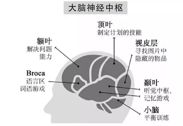 额叶-前额部位,负责推理及解决问题 顶叶-头顶部位,负责感知和