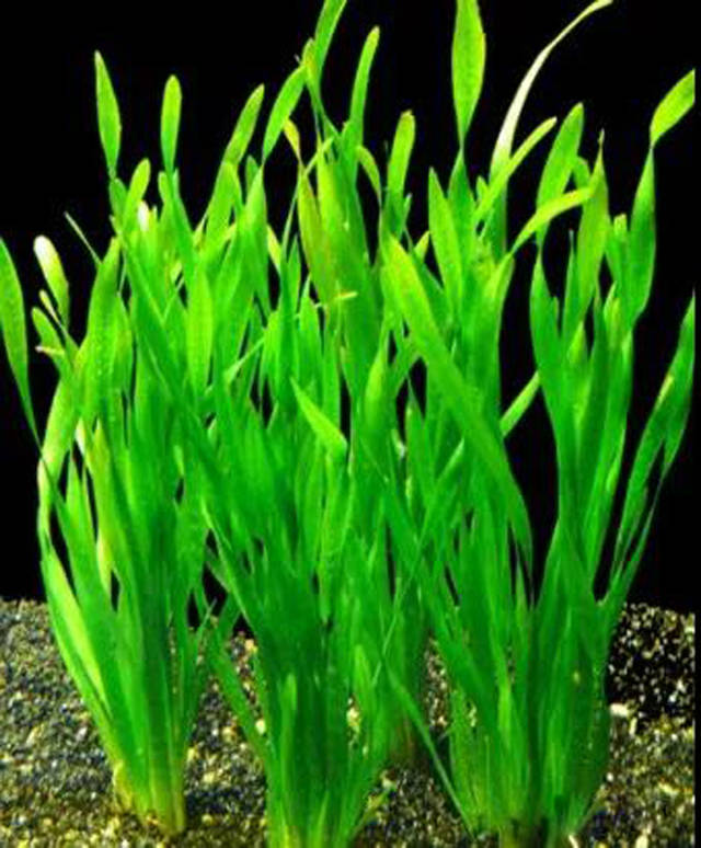 水生植物的分类与常见植物介绍
